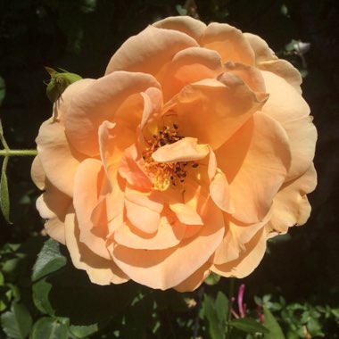 Rosa 'Schoolgirl'