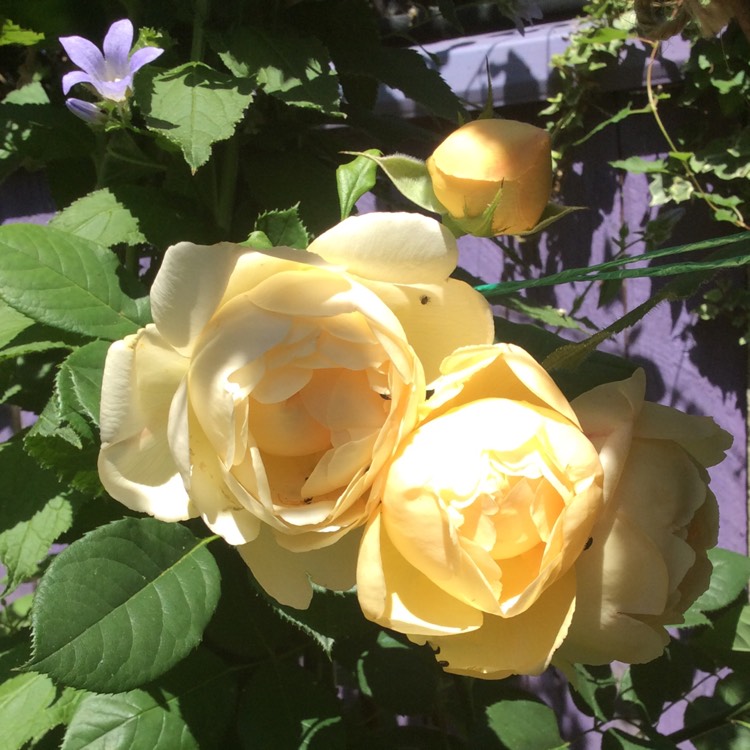 plant image 770357