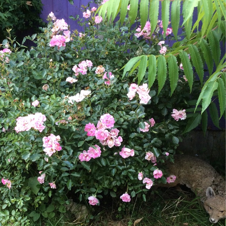 plant image 772982 plant image 772982