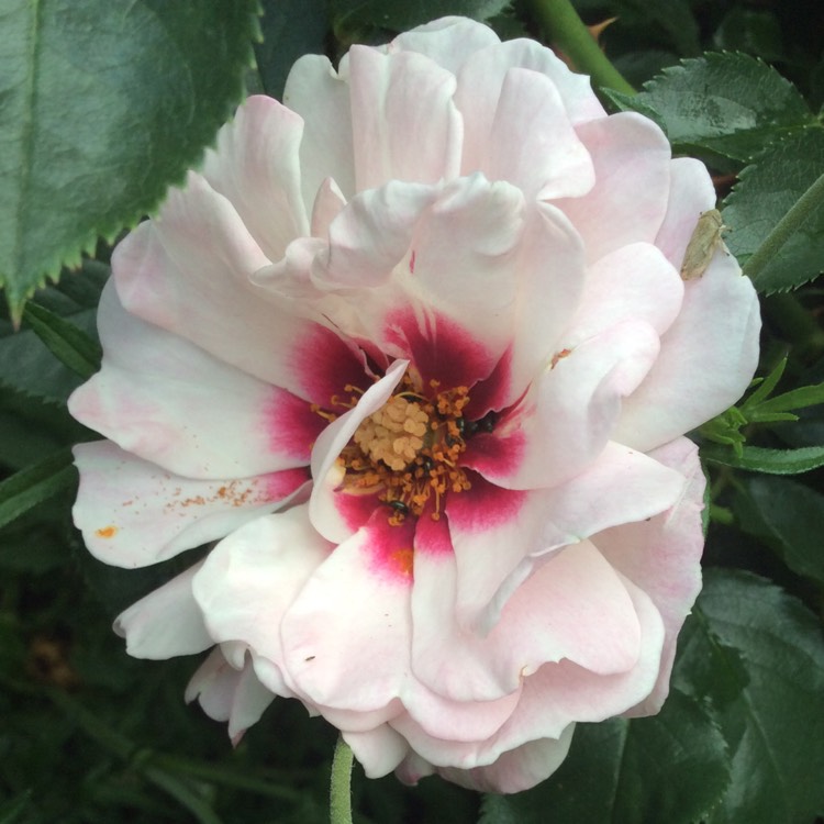 plant image 774544 plant image 774544