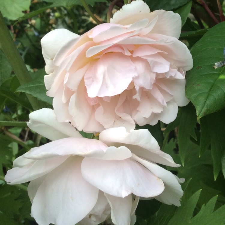 plant image 777039 plant image 777039