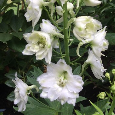 Delphinium 'Magic Fountains White Dark Bee'