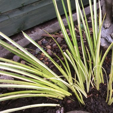 Acorus gramineus 'Ogon'