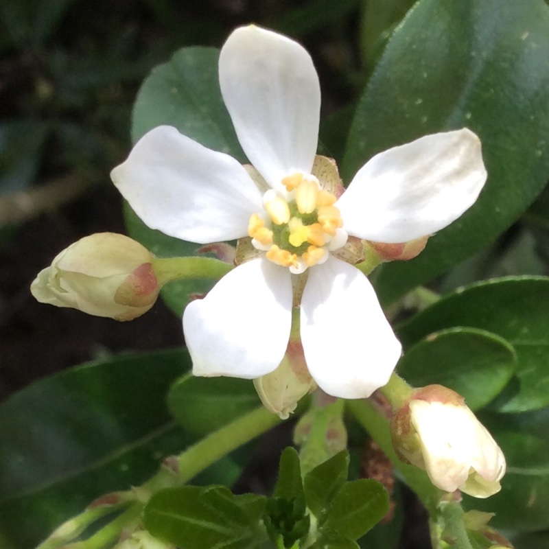 plant image 79523