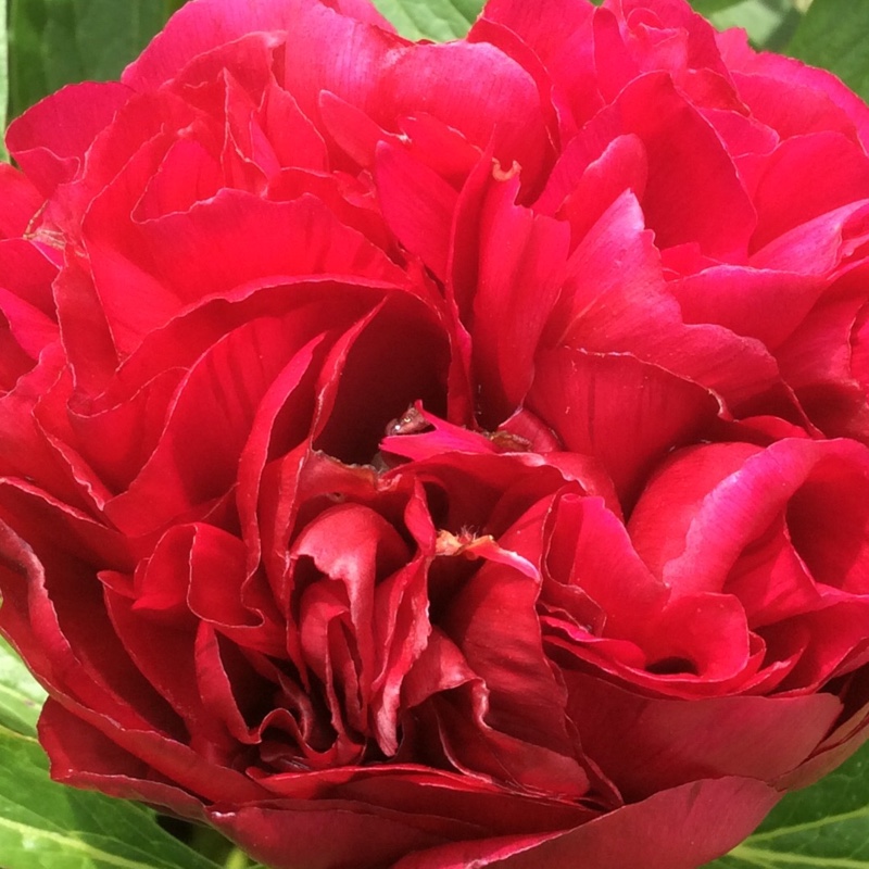 Paeonia lactiflora 'Augustin d'Hour'