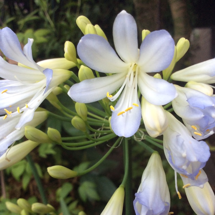 plant image 799817