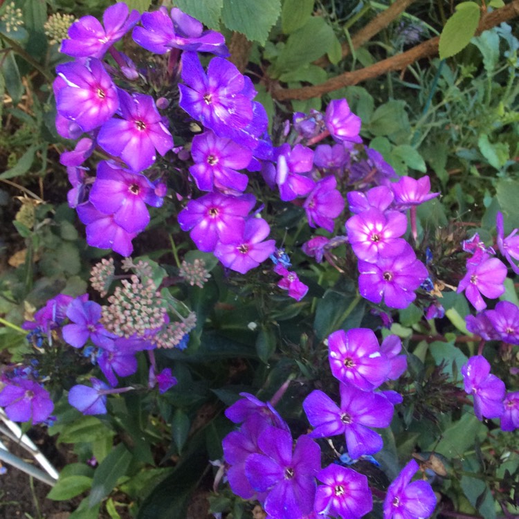 Plant image Phlox paniculata 'Flame Purple Eye'