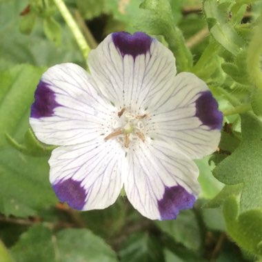 Nemophila maculata