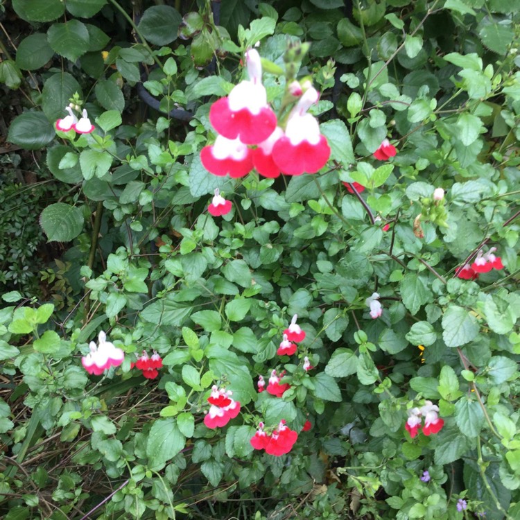 plant image 868076