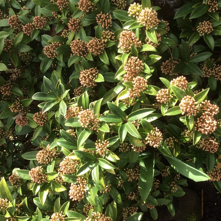 Plant image Skimmia japonica 'Rubella'