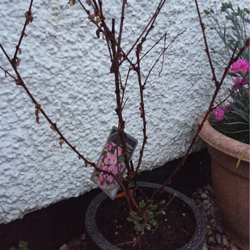 Prunus triloba