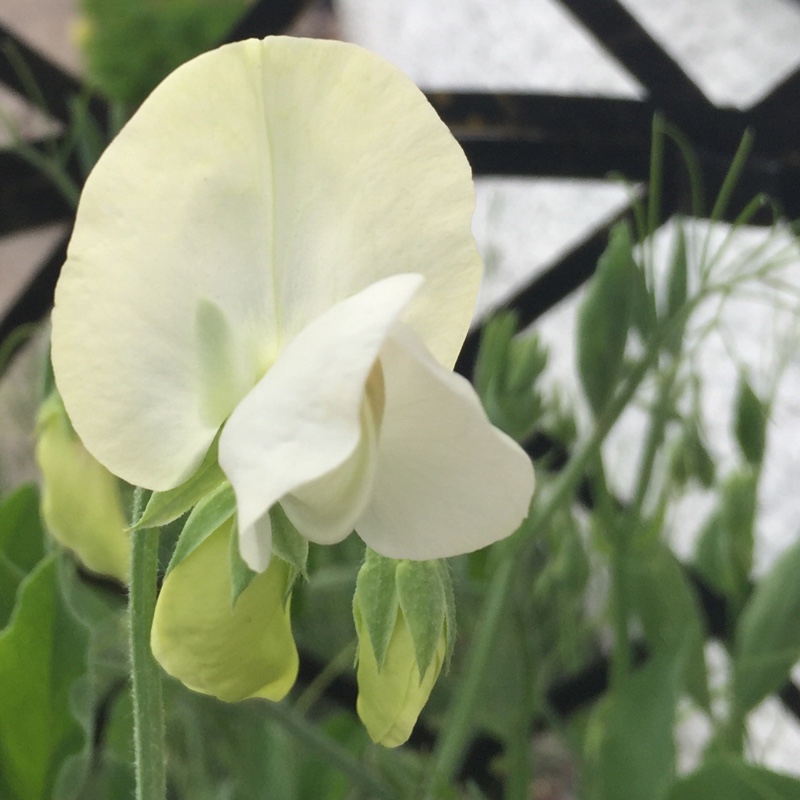 Sweet Pea