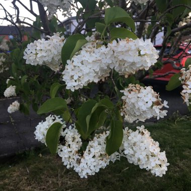 Shirley's garden