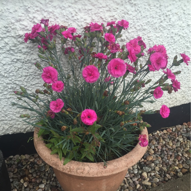 Sweet William
