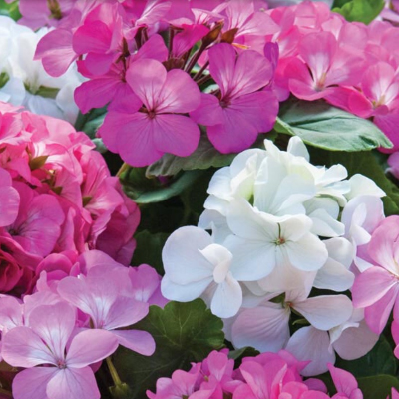 Pelargonium