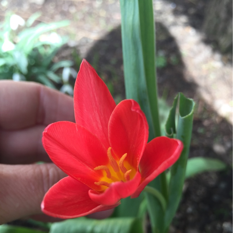 Plant image Tulipa 'Lady Diana' syn. Tulipa greigii 'Lady Diana'