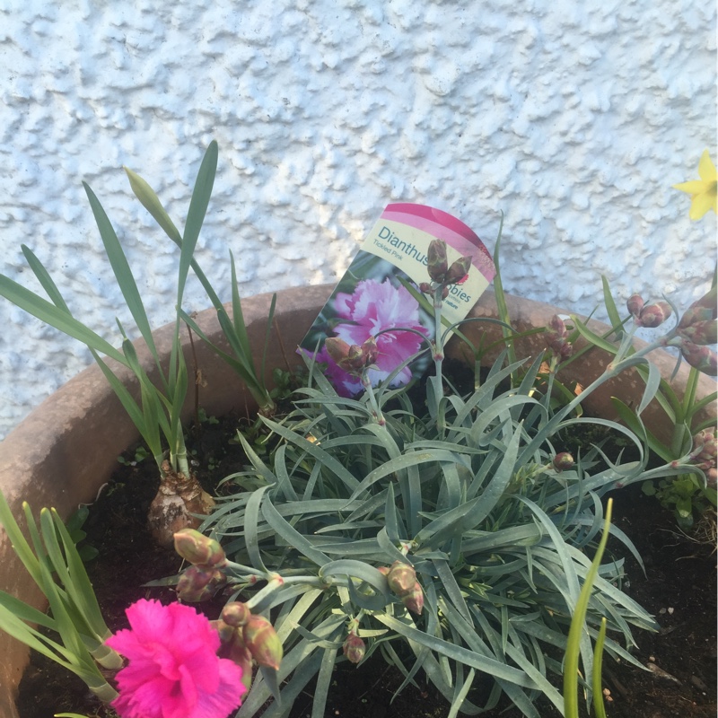 Dianthus barbatus