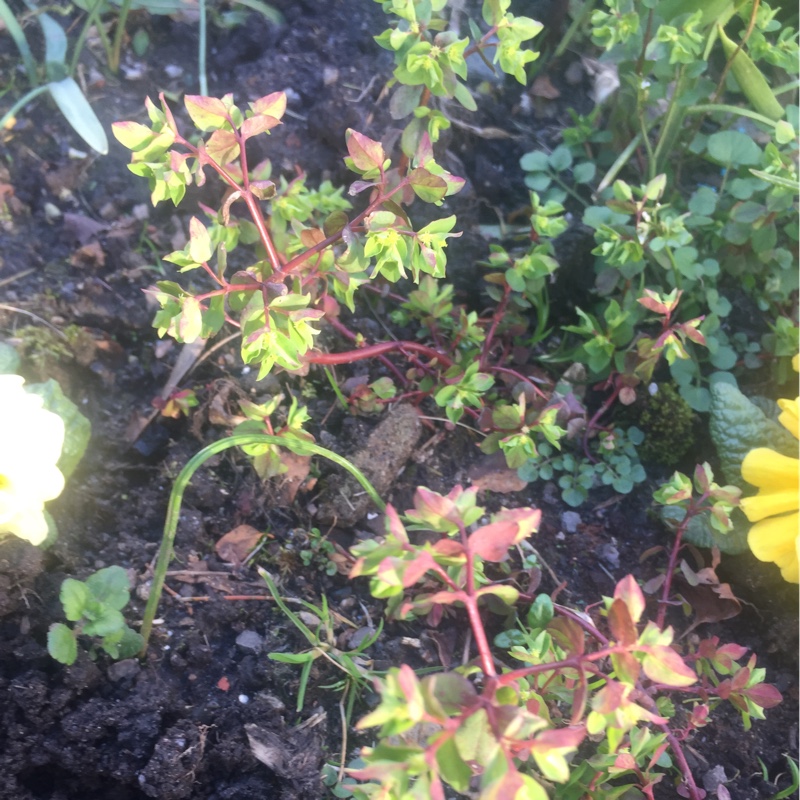 Plant image Euphorbia seguieriana