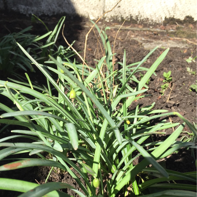 Plant image Galanthus nivalis 'Magnet'