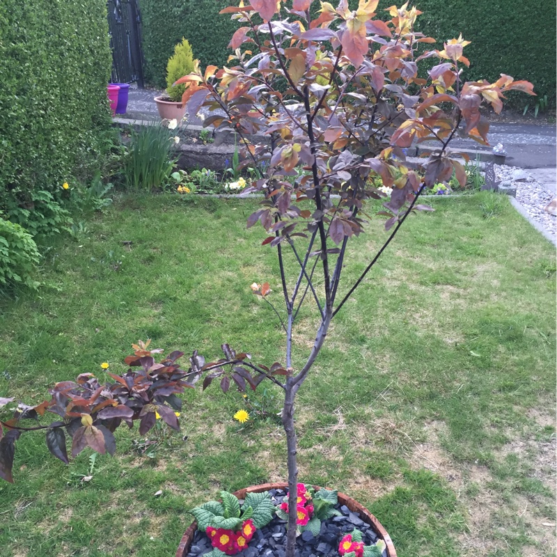 Prunus cerasifera