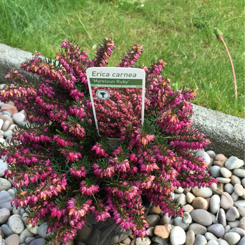 plant image 67186