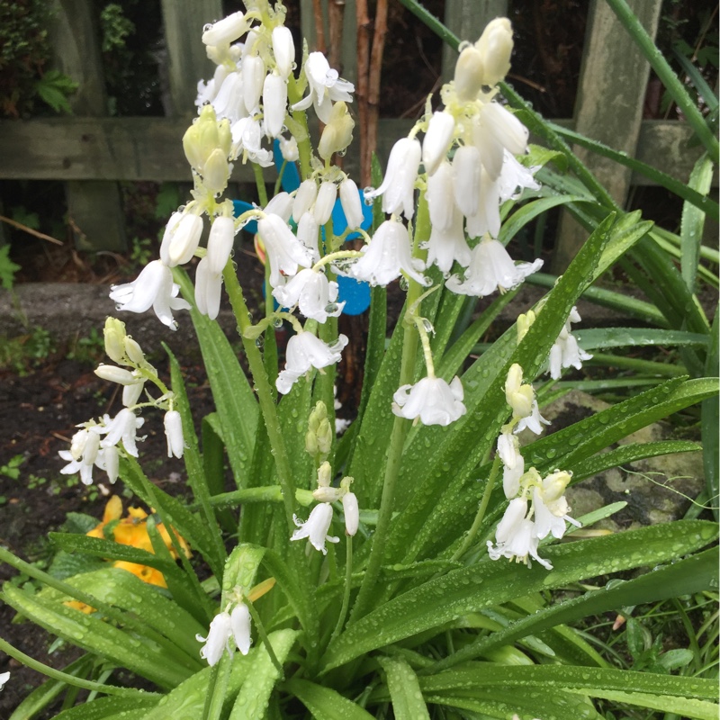 Hyacinthoides hispanica