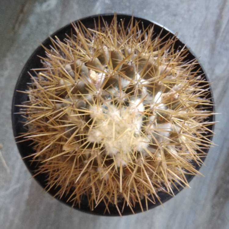 Plant image Mammillaria Nivosa