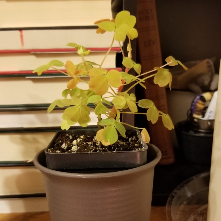 Plant image Oxalis spiralis vulcanicola subsp. 'Sunset Velvet'
