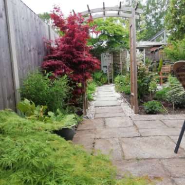 Daniel's garden