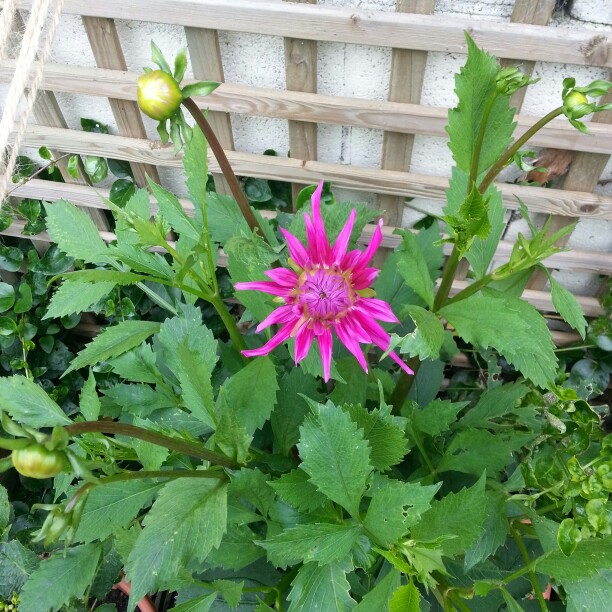 plant image 138784 plant image 138784