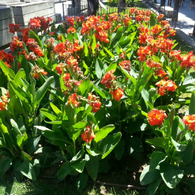 plant image 210817