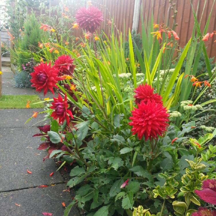 plant image 215077 plant image 215077