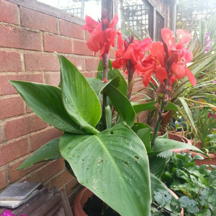 plant image 215078