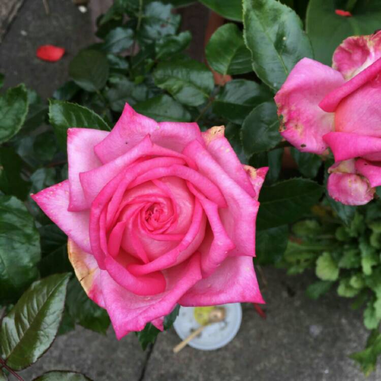 Plant image Rosa 'Wedding Day'