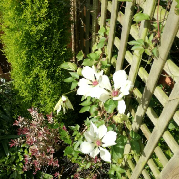 plant image 409847