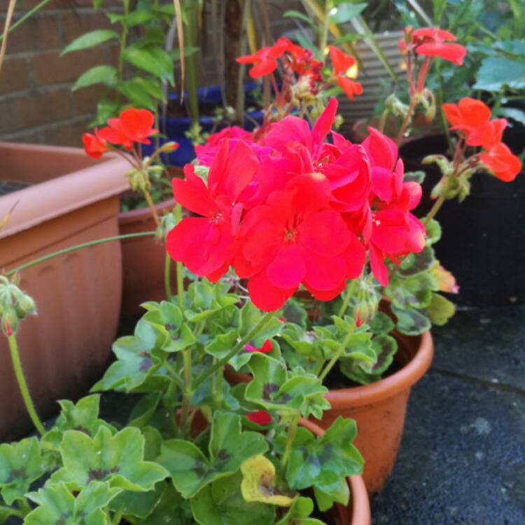 Plant image Pelargonium 'Guitoblanc' syn. Pelargonium 'Blanche Roche'