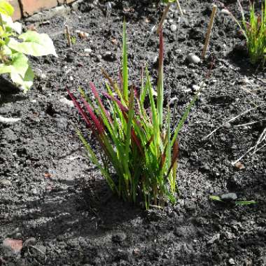 Imperata cylindrica 'Red Baron'