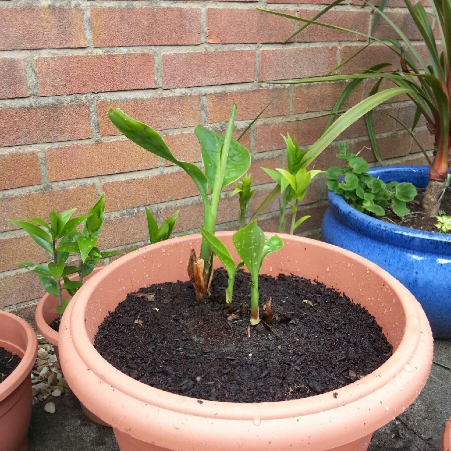 plant image 74362