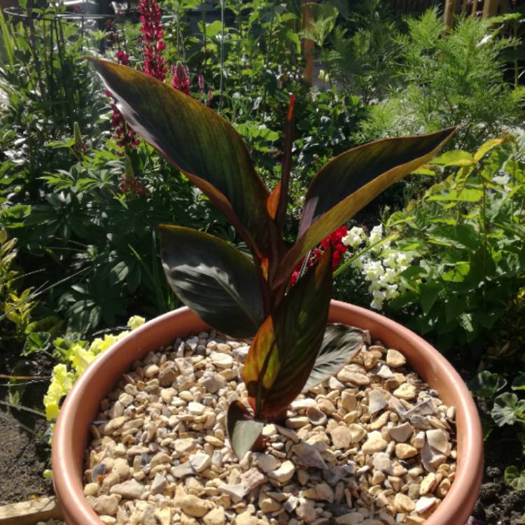 plant image 767334