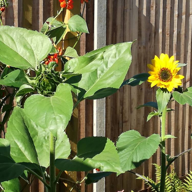 plant image 776694