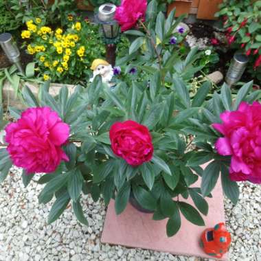 Peony 'Vogue' (Herbaceous)