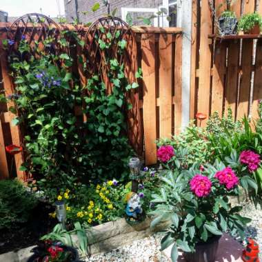 Harry's garden