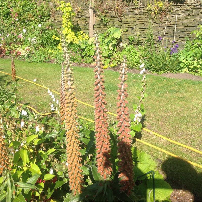 Plant image Digitalis ferruginea