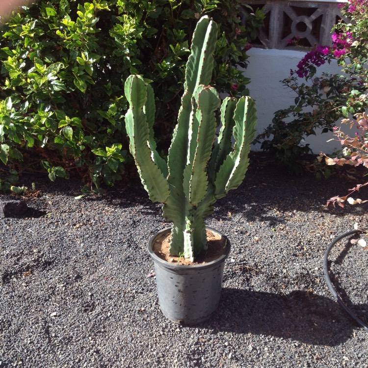 Plant image Carnegiea Gigantea