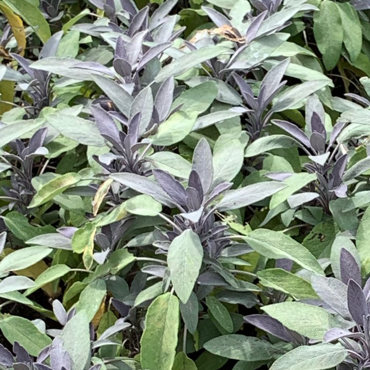 Plant image Salvia officinalis 'Purpurascens'