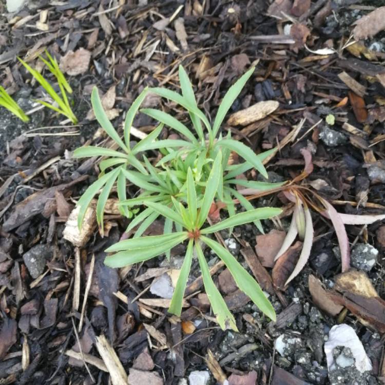 plant image 578685