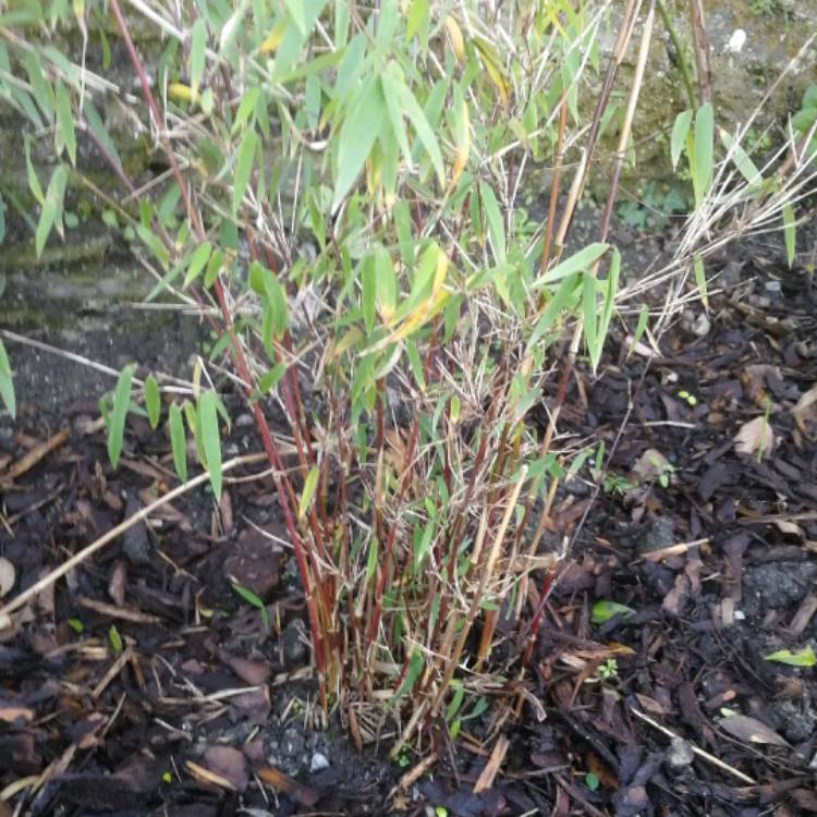 plant image 578686