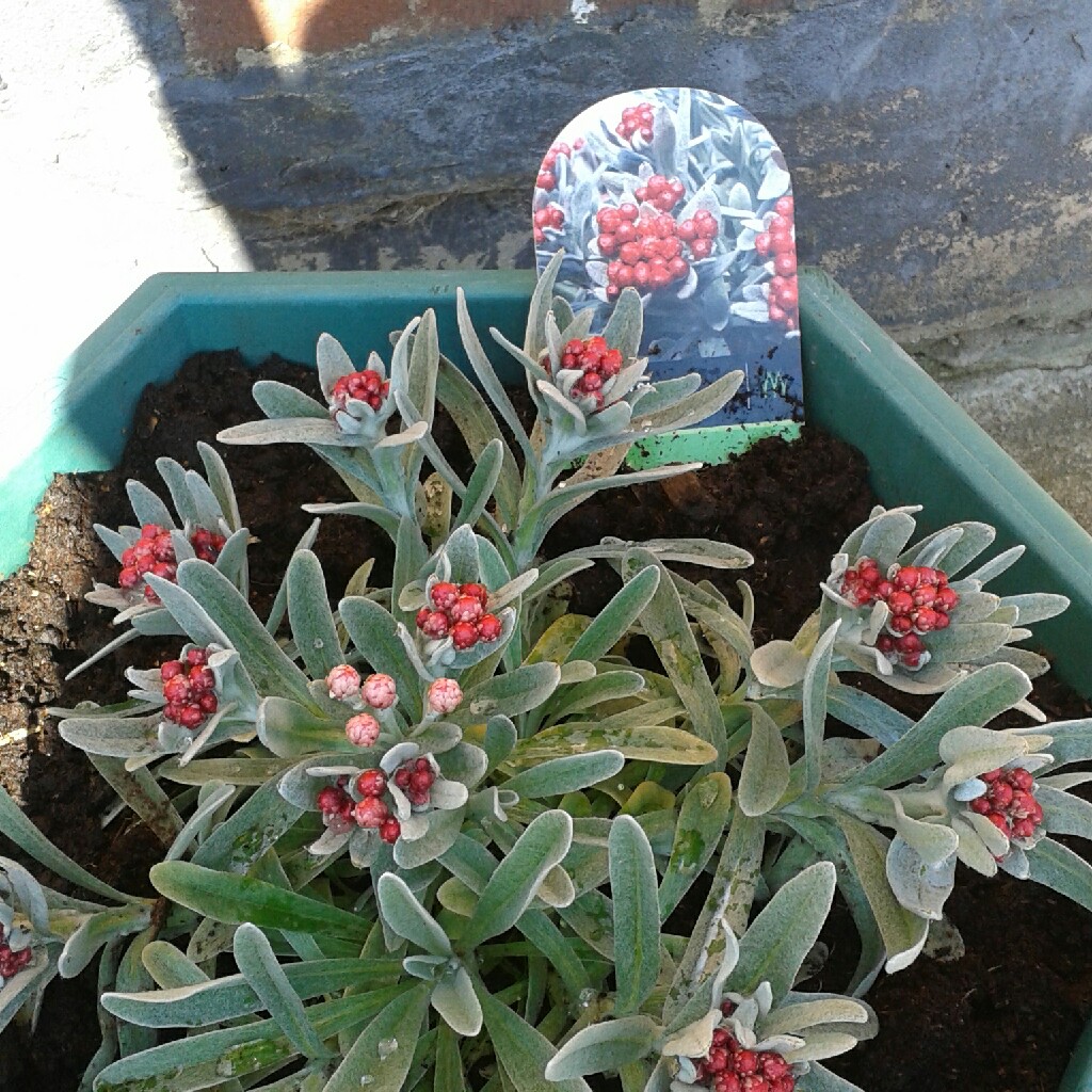 Harry's garden