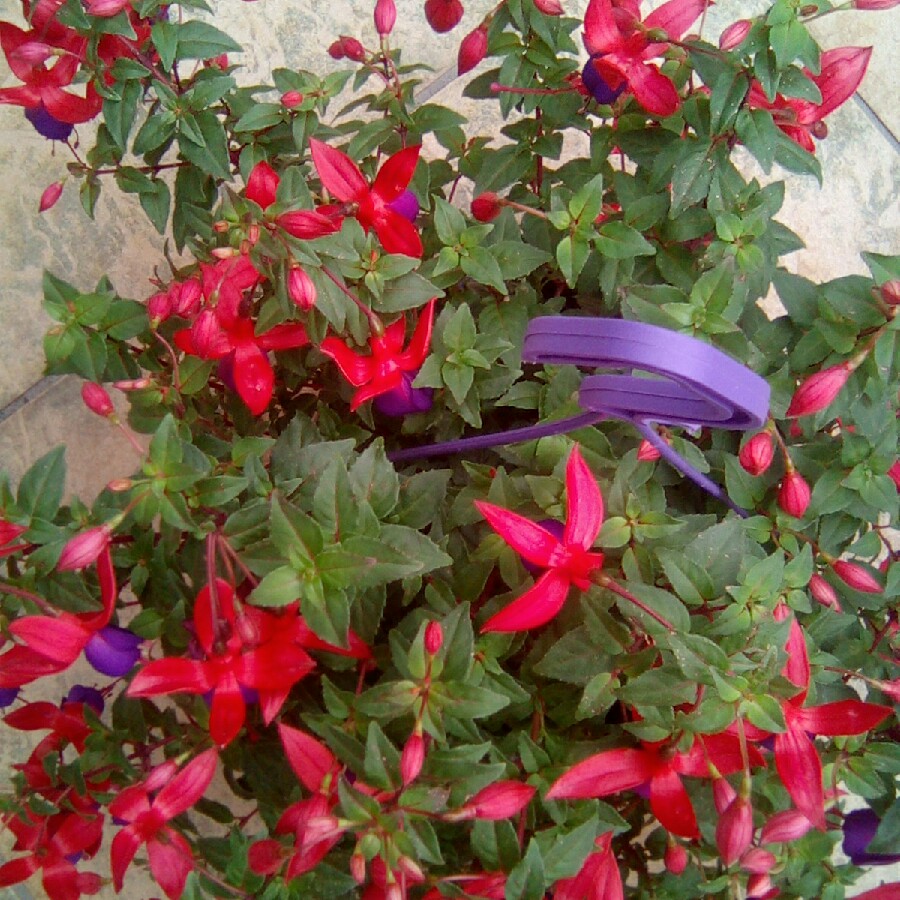 Sean's garden