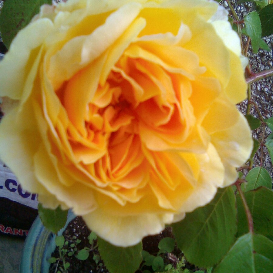 Sean's garden